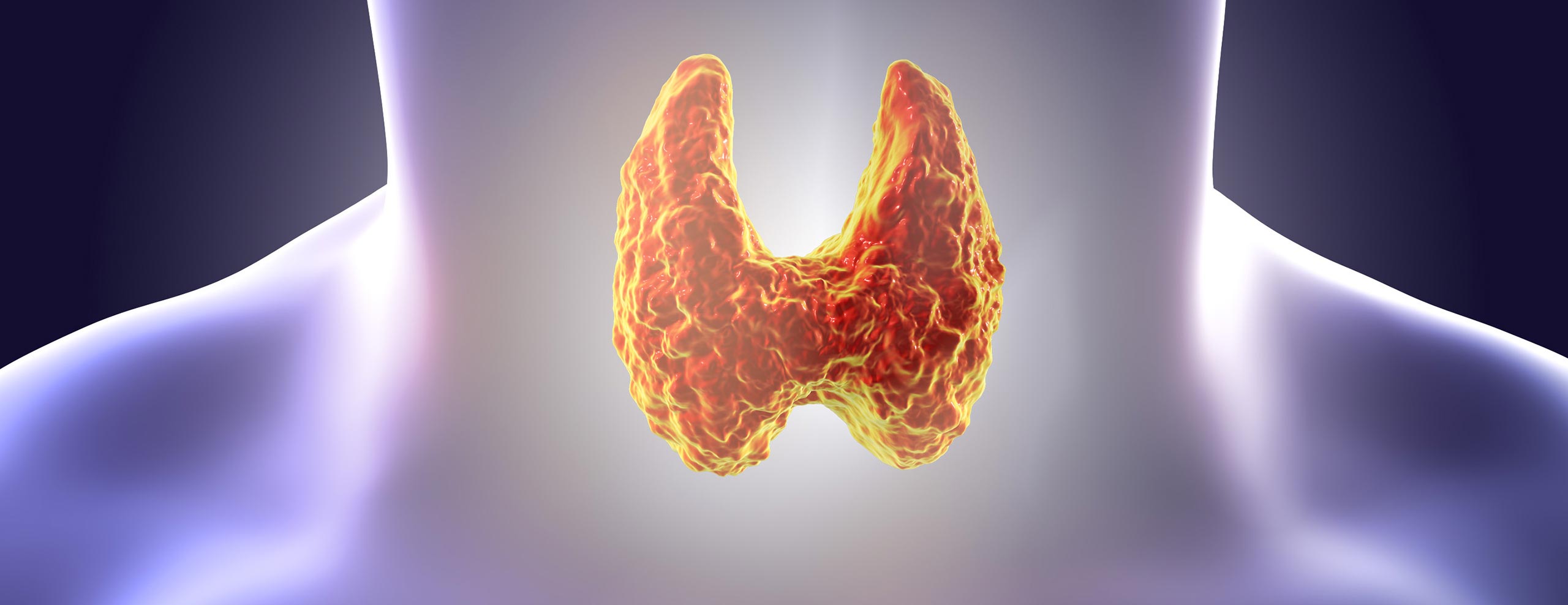 Endocrinologist (Mainz): Thyroid Hormones and Fracture Risk